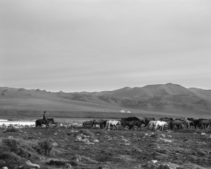 Ghengis Khan Polo and Riding Club