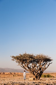 Frankincense Tree