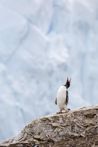 Gentoo penguin calling out in Antarctica.