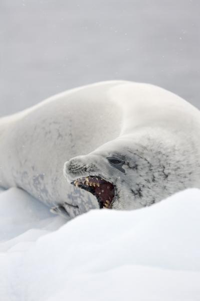 Crabeater seal, Antarctica.