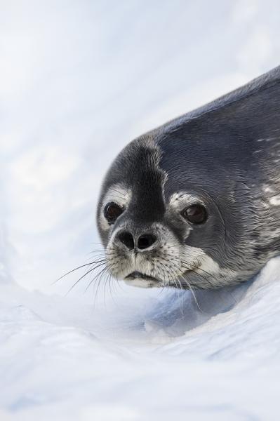 A Weddell Seal at Spert Island, Antarctica.