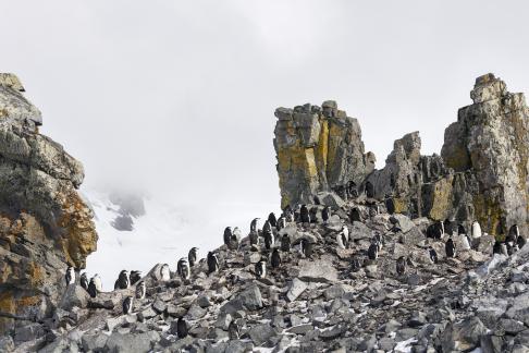 A chinstrap penguin colony at Half Moon Bay South Shetland Islands Antarctica