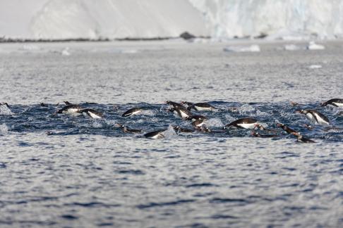 Rafting Gentoo Penguins displaying 'porpoising' behaviour.