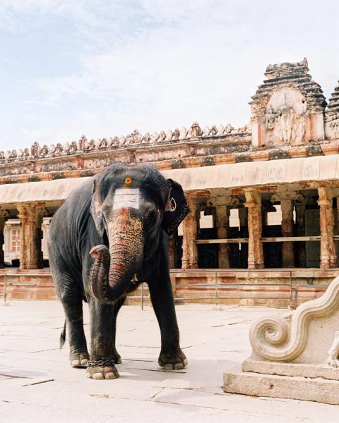 A sacred elephant in the Virupaksha Temple in the ancient city of Hampi, in Karnataka Province, India.
