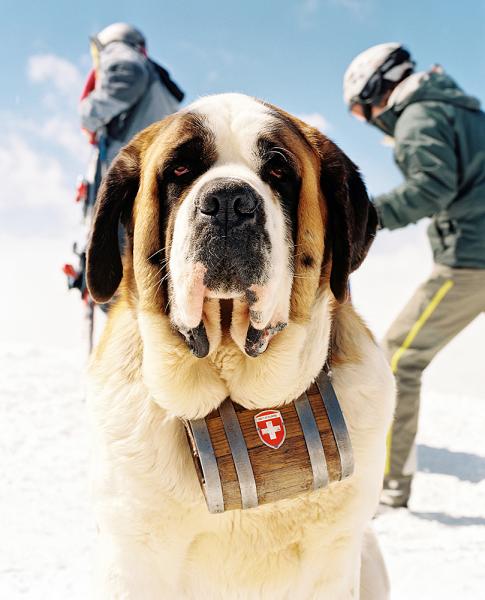 Emi the Saint Bernard lies in the wait for tourists to have their photo taken with her with the stunning background of the Matterhorn high on the top of Rothorn  in Zermatt, Switzerland.